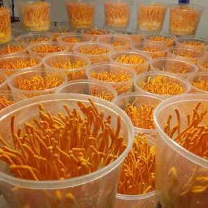 Thực phẩm bảo vệ sức khỏe Đông trùng hạ thảo nuôi cấy nguyên hộp - Ảnh 3