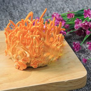 Thực phẩm bảo vệ sức khỏe Đông trùng hạ thảo nuôi cấy nguyên hộp - Ảnh 4